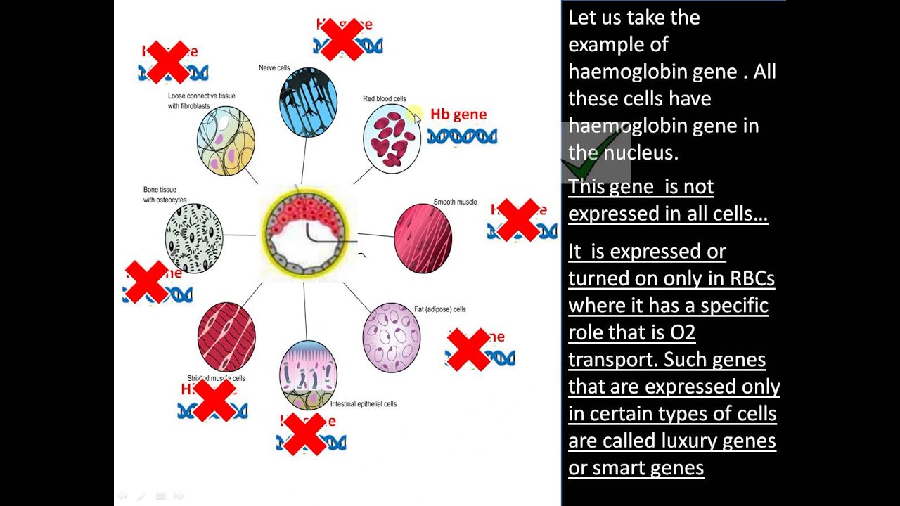 Difference between House Keeping and Luxury genes.