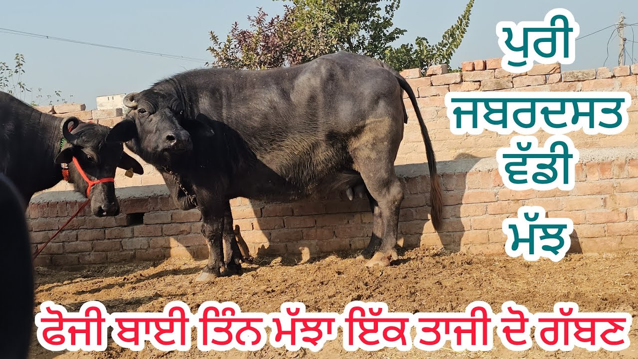 ਫੋਜੀ ਬਾਈ ਕੋਲ ਤਿੰਨ ਮੱਝ ਦੋ ਤਿਆਰ ਇੱਕ ਗੱਬਣ ਤਿਆਰ ਡਾਲਿਆ ਤੈਂ ਮਿਤੀ 23-1-2026 