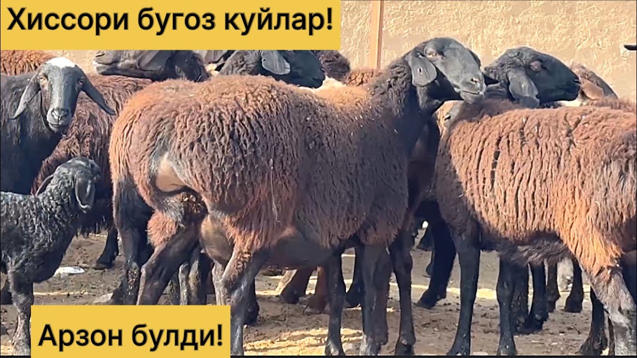Энг арзон жойидан! Хиссори куйлар! 992269699☎️ 975019699☎️