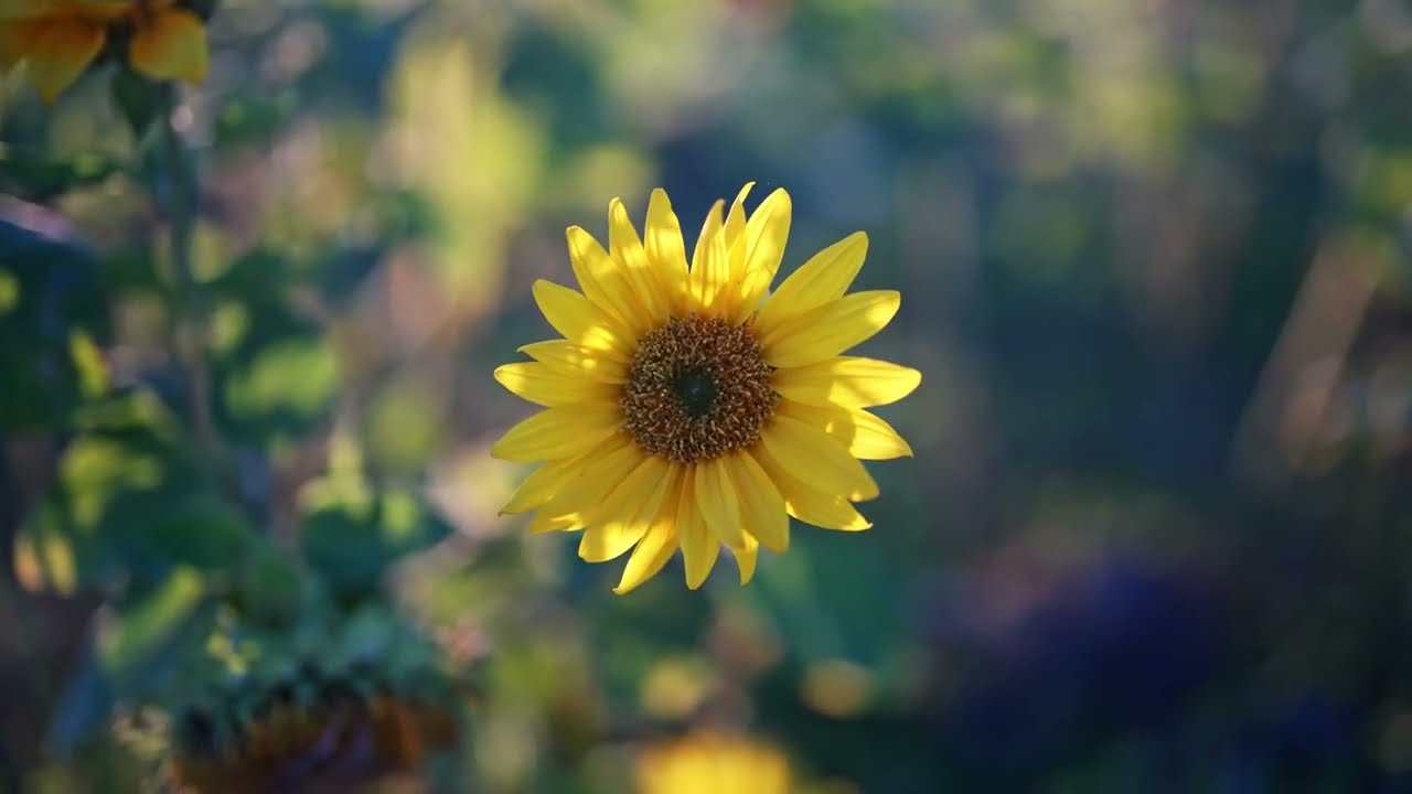 8K UHD (7680 &times; 4320)  video test footage Sony A1 + Sony 50 mm 1.2 GM lens