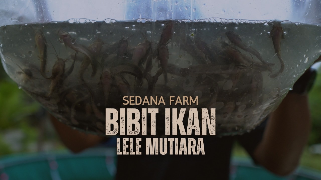 Rahasia Memilih Bibit Lele Mutiara yang Sehat untuk Kolam Bioflok
