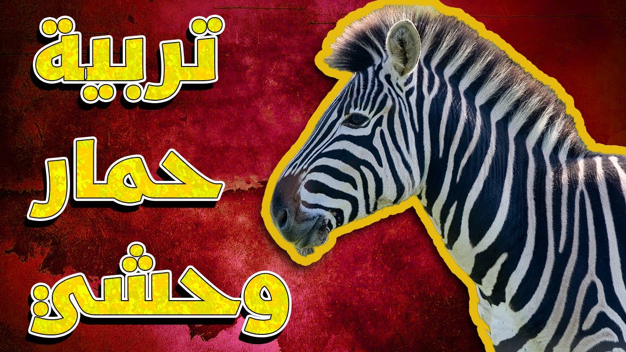 طريقة تربية الحمار الوحشي وكل شي بتحتاجه للعناية فيه - Zebra Care Routine