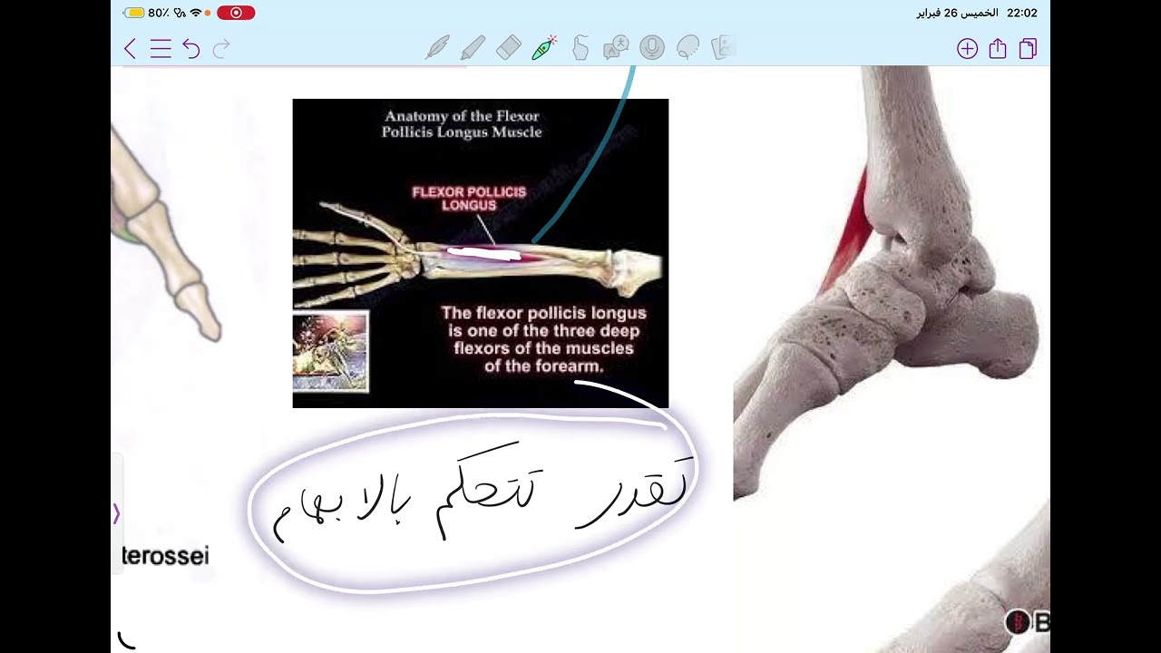 Muscular system 2 | PYD