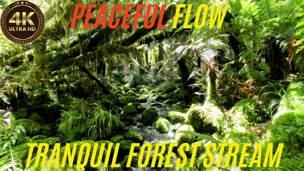 Moss-Covered Forest Stream | 10 Minutes of Pure Natural Serenity