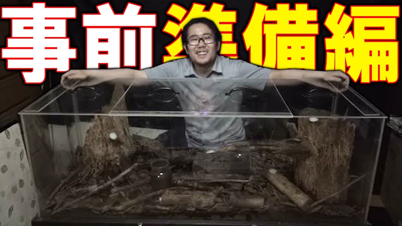 【カブトムシ】巨大カブリウムの準備をしました！