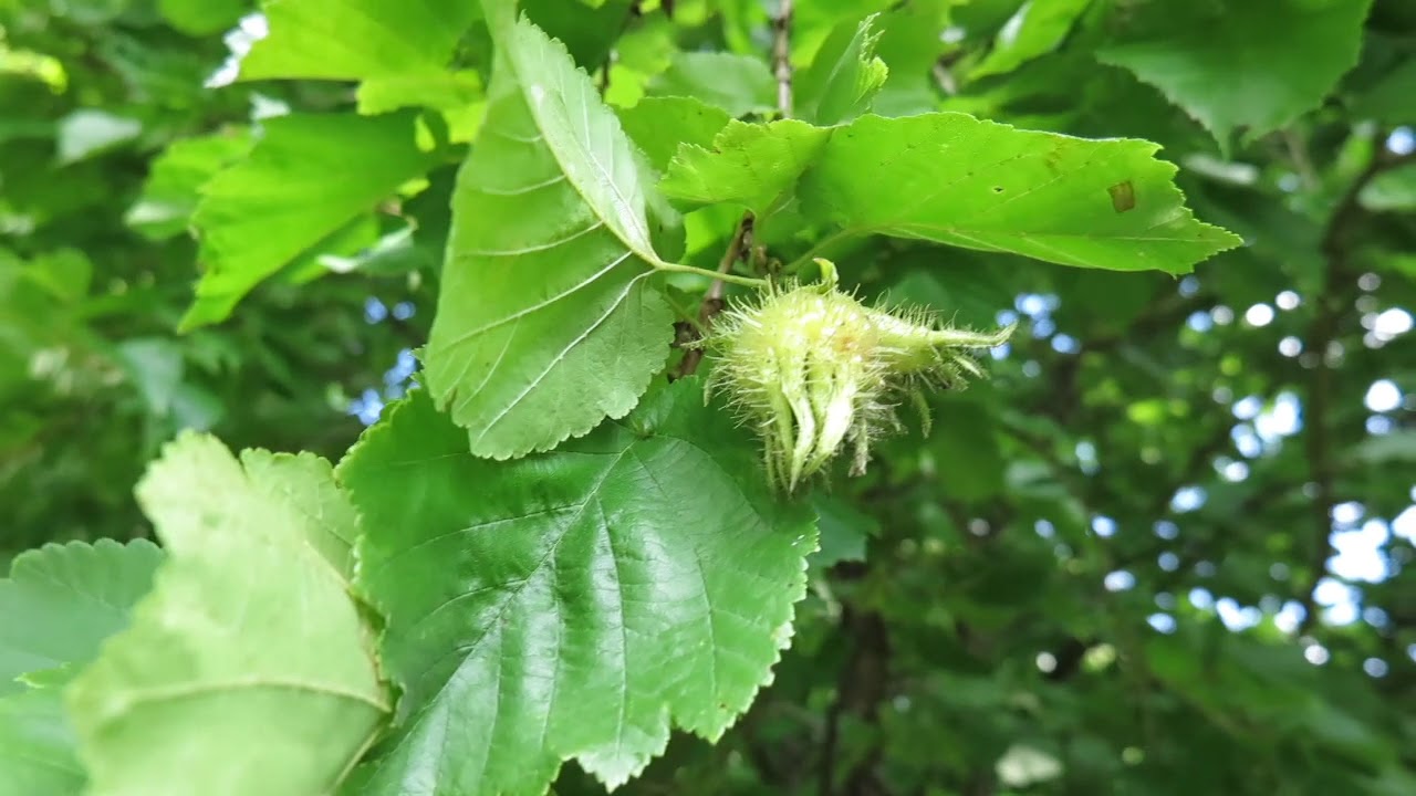 Corylus colurna líska turecká