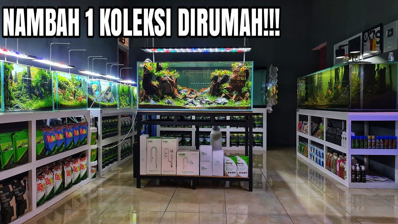 #239 Octopus jungle Aquascape 120cm