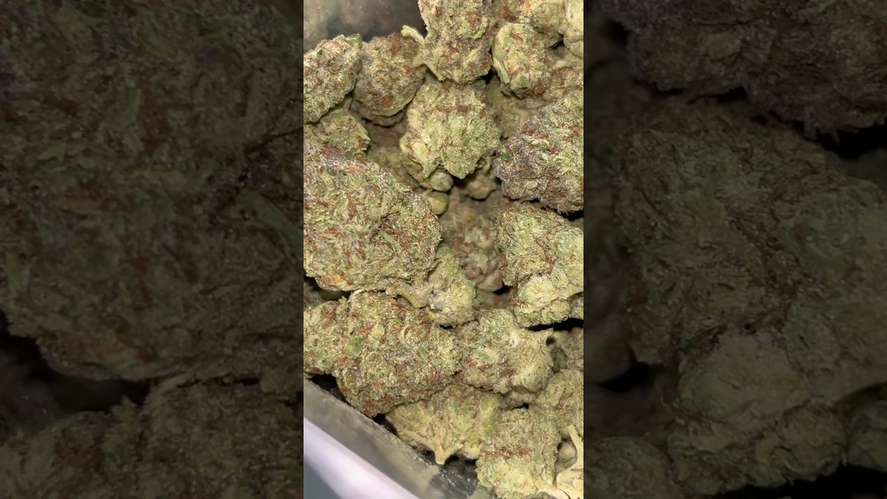 Thca Small Buds UK Cheese