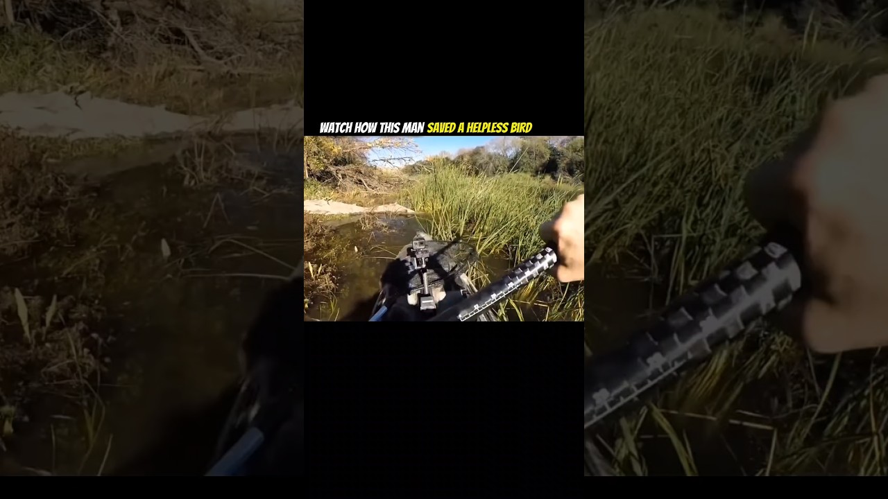 Watch How This Man Saved a Helpless Bird 