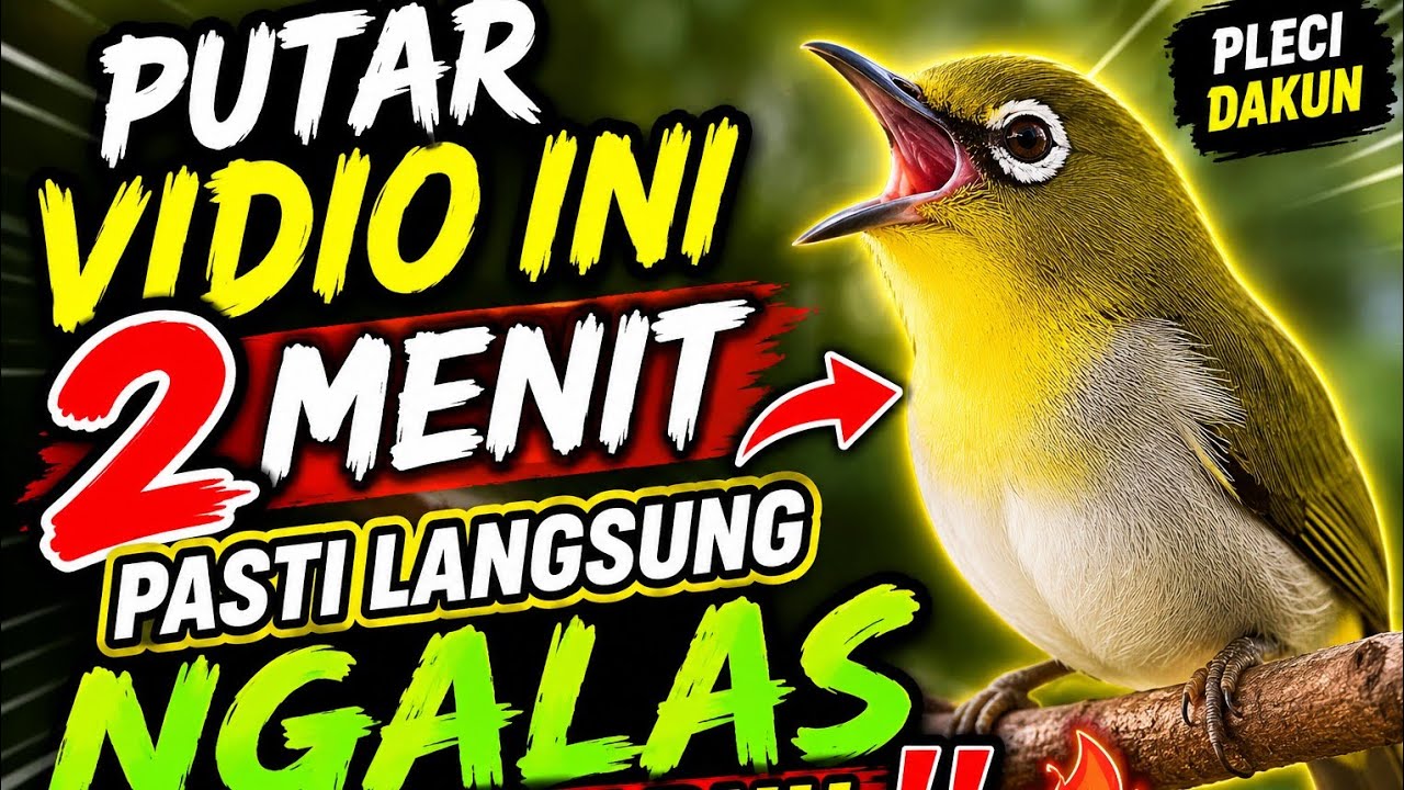 CALL DOBEL PLECI 123 BIKIN EMOSI LAWAN