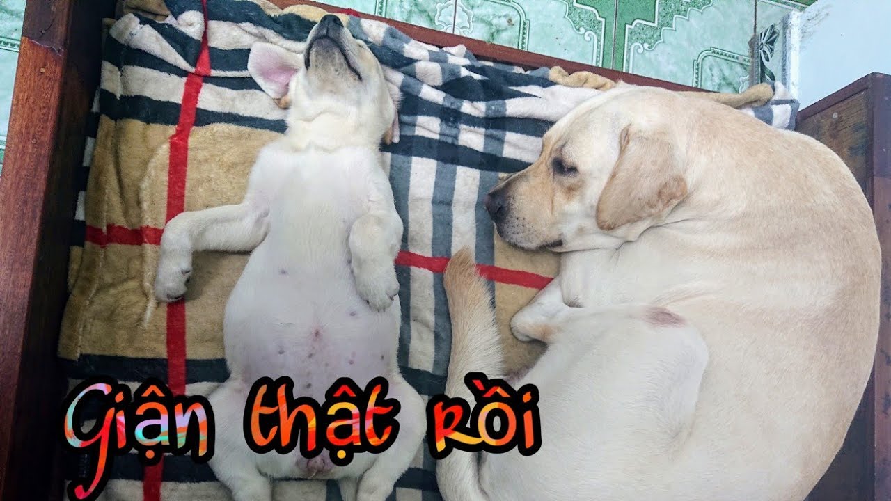 Kim Chi Củ Cải cãi nhau chí chóe không nằm chung giường với nhau nữa