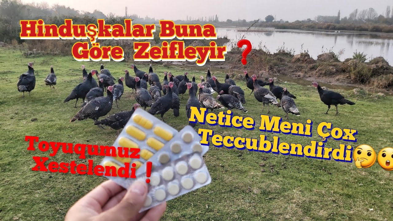Hinduşkalara Qurd Dermani Verdik / Toyuqmuz Xestelendi🥲