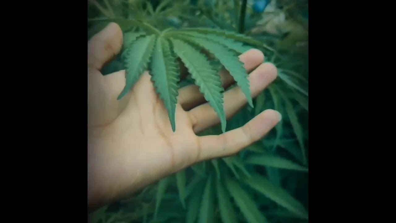Weed lover❤️