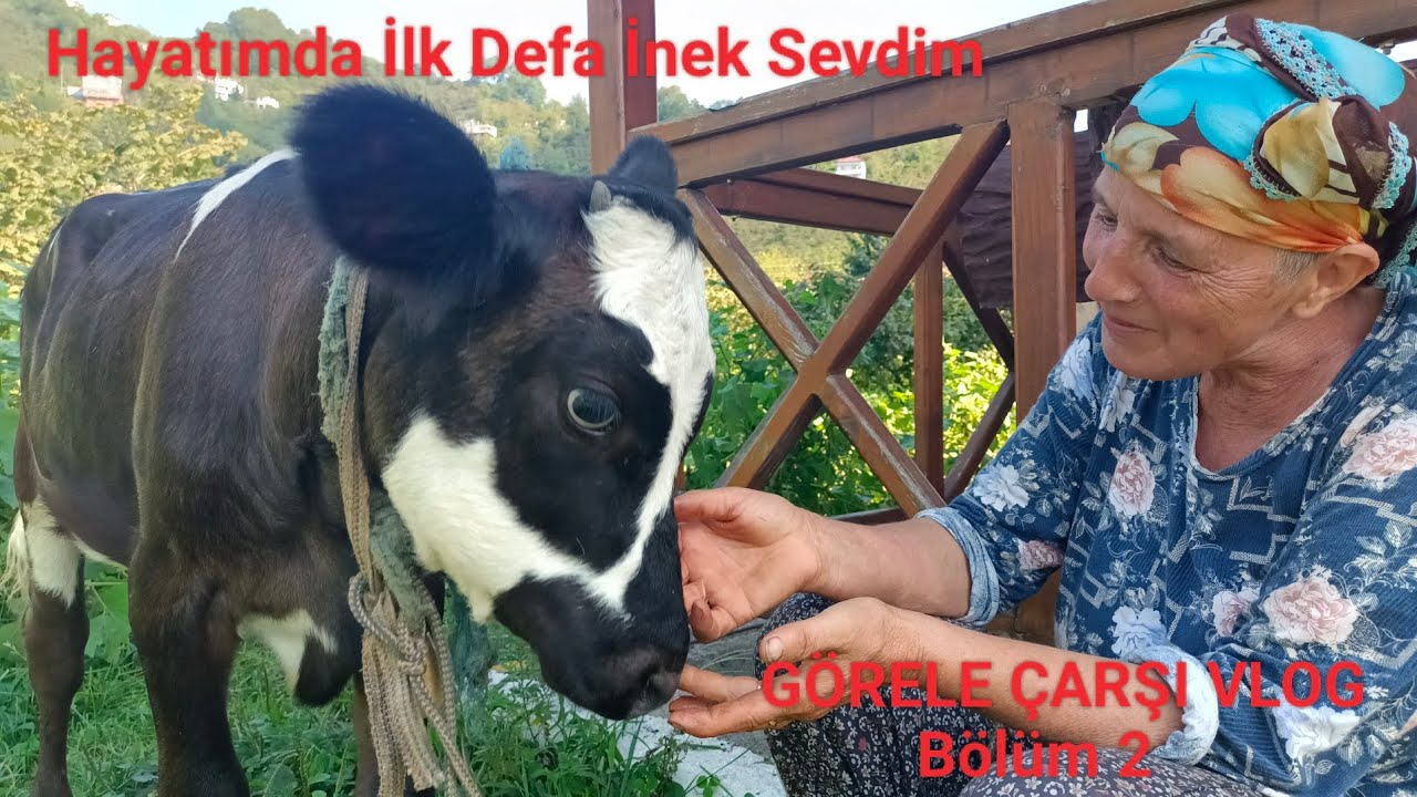 Giresun Görele Çarşı Vlog Bölüm 2 - hayvancılık,tarım -