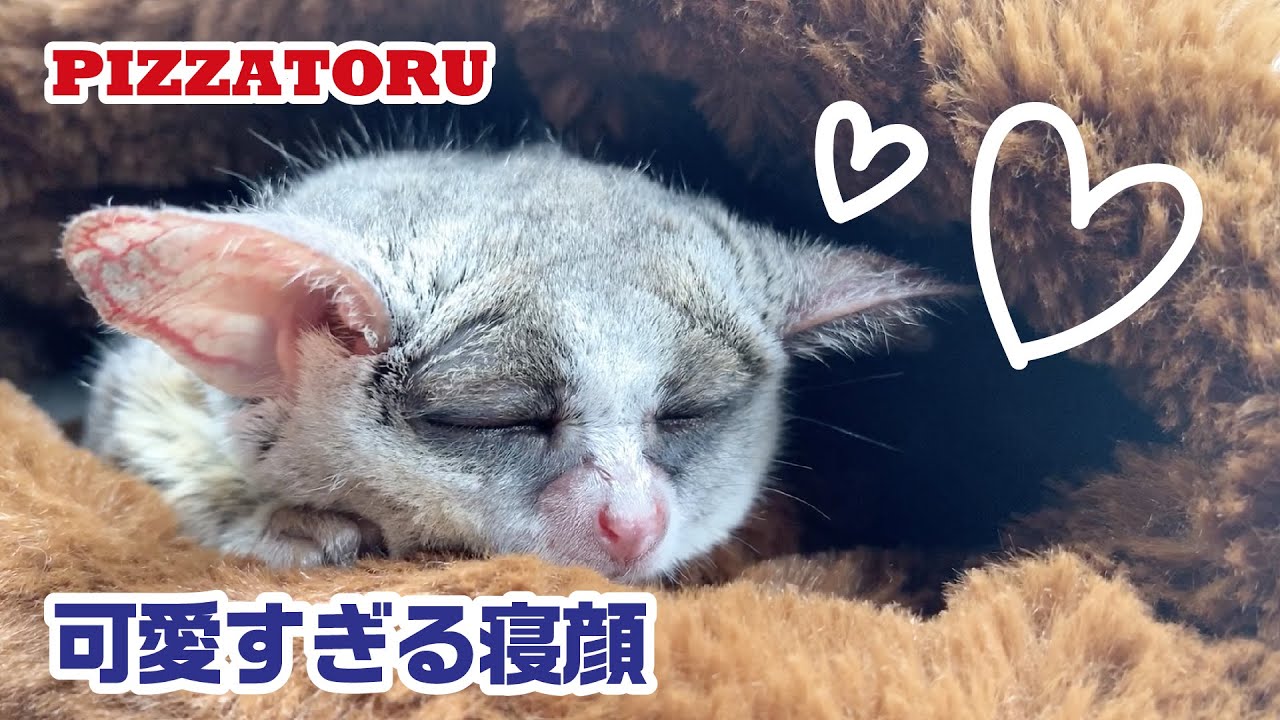可愛すぎる猿の寝顔 Pizzatoru the Bushbaby / ショウガラゴのピザトル