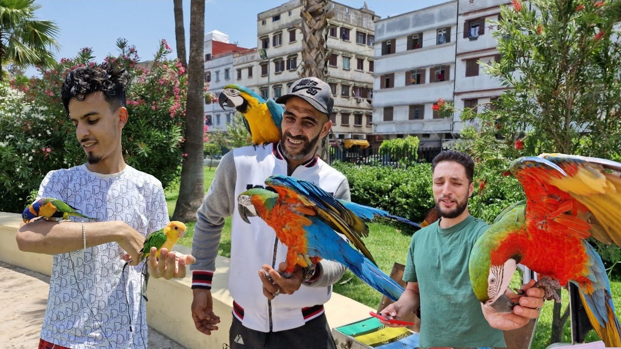 سوق القريعة🔥أجيو نتولعو عشاق الببغاوات وليدات للدريساج ونتعرفو على أتمنة مختلف أنواع الطيور