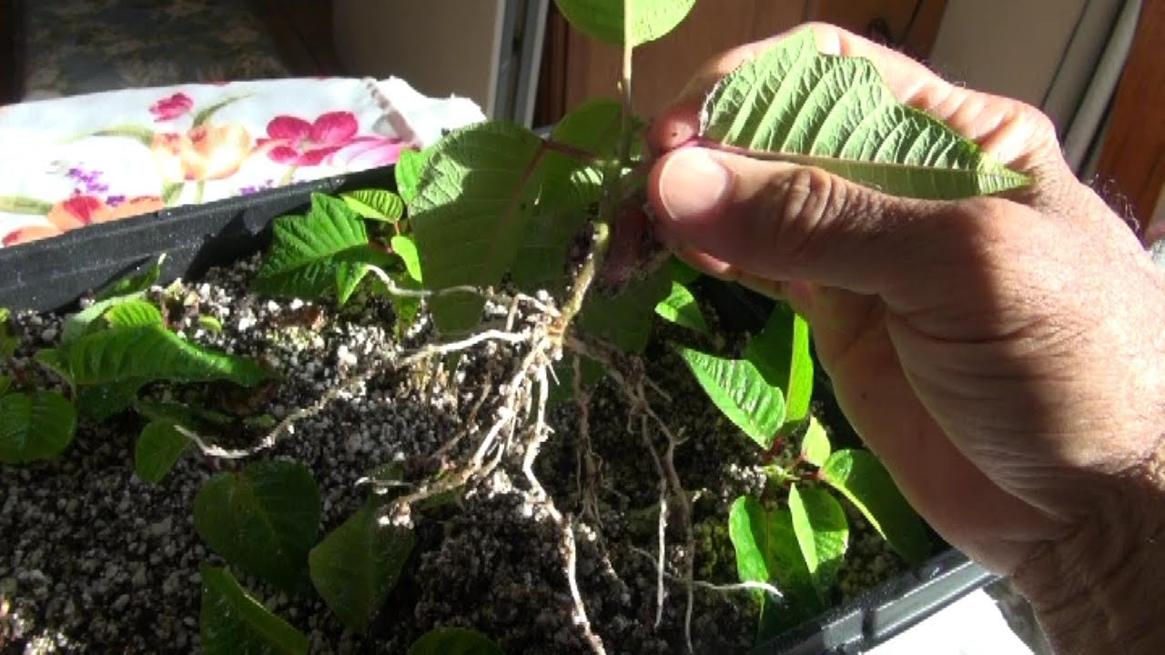 Propagating Poinsettias for the Holidays Part 2