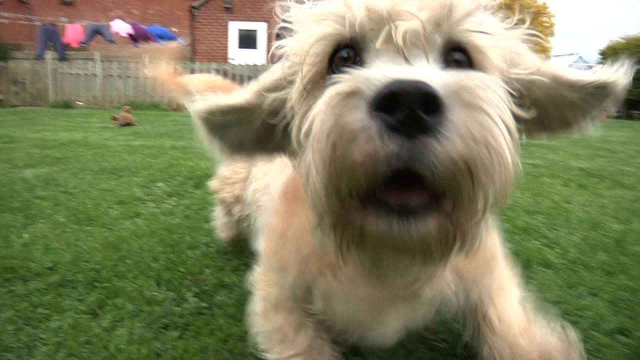 Dandie Dinmont Terriers - Bests of Breed
