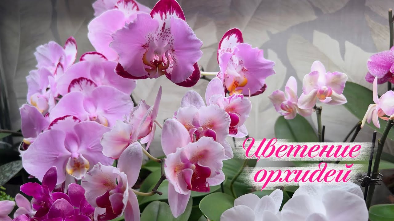 Цветение орхидей январь 2026г., часть 3, орхидеи на стеллаже🪴