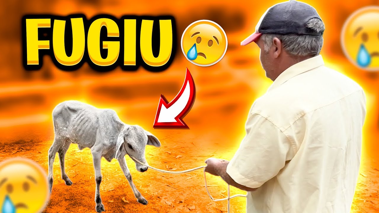 Minha VACA FUGIU