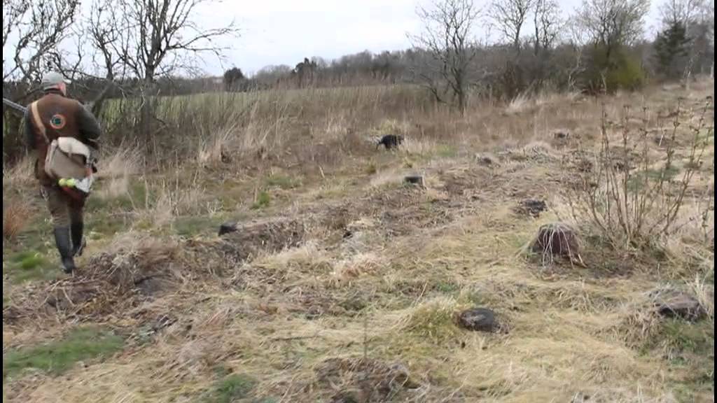 F.t Cocker spaniel hunting and flush. Rosenbæk Gaia