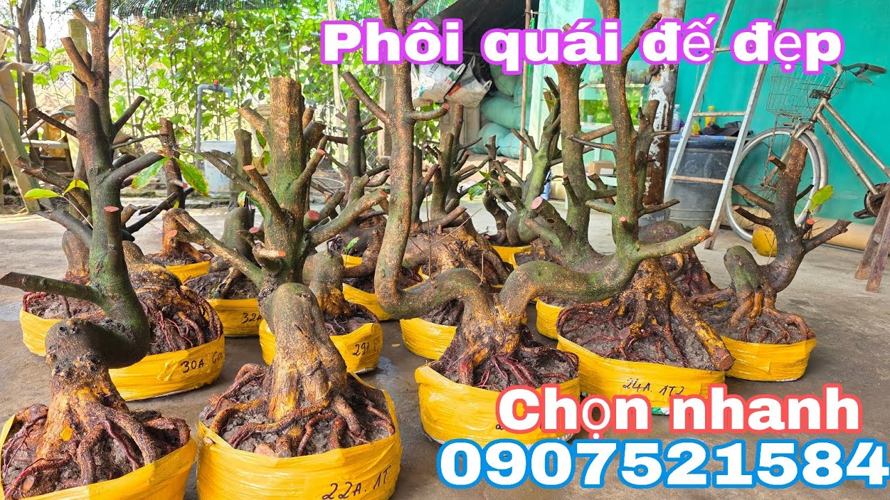 31/1.Bảo📲0907521584📢📢Phôi mai bonsai hoành to dáng quái