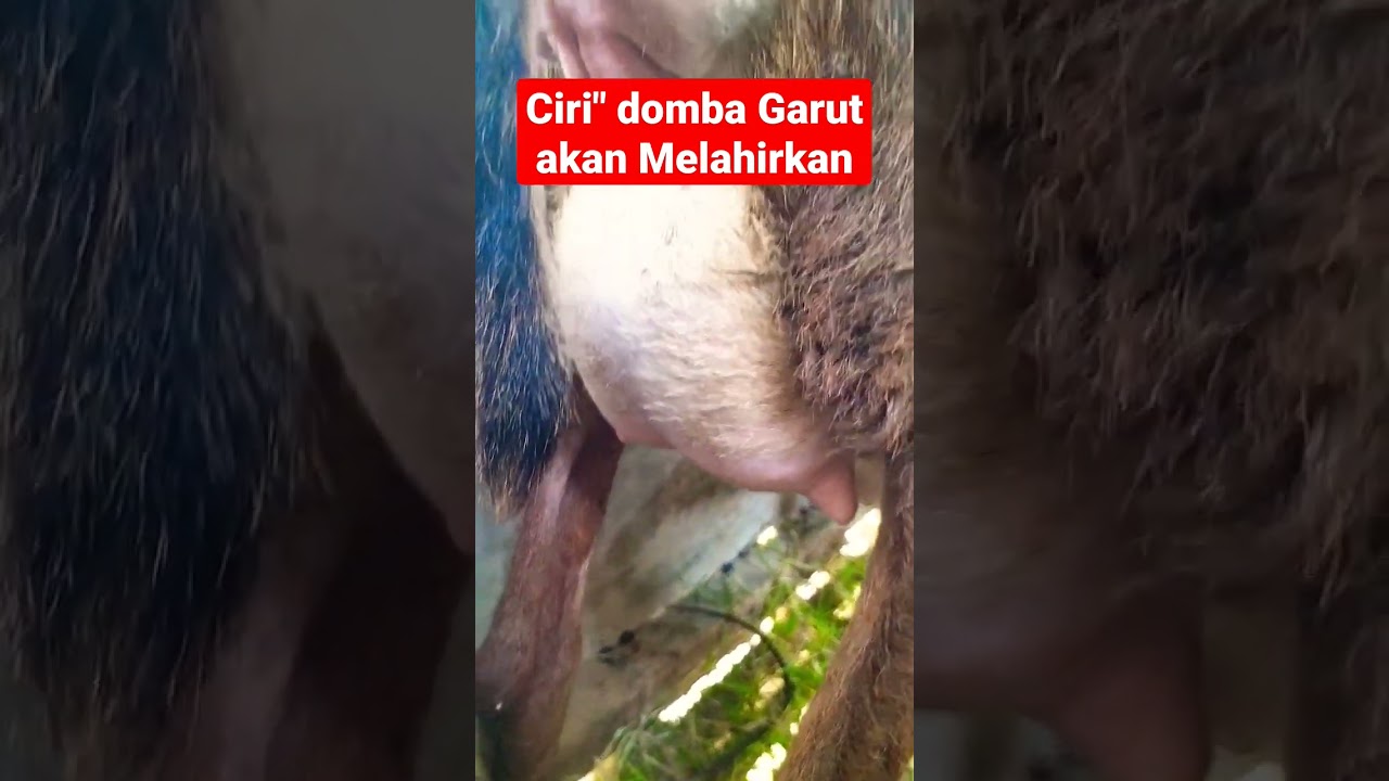 Ciri-ciri Kambing atau domba Garut Akan Melahirkan #short #domba #garut #melahirkan #anak