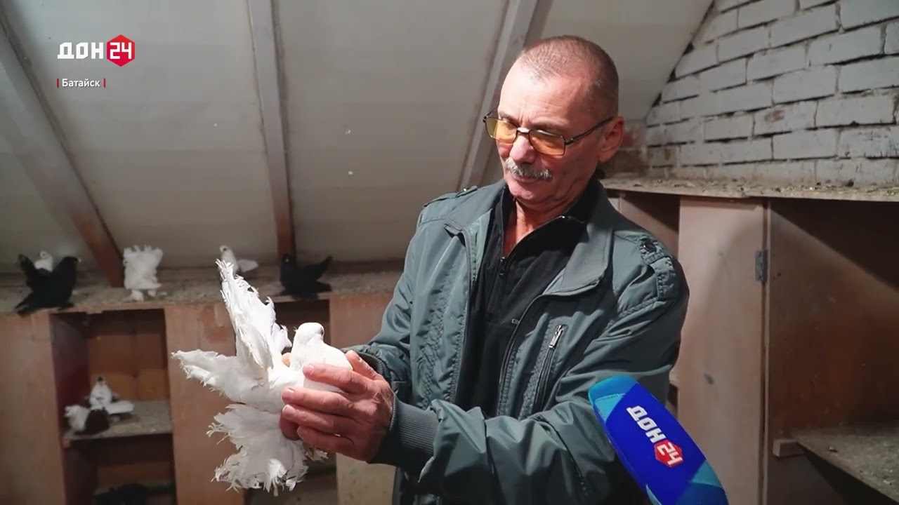 Лучшие голубеводы Дона
