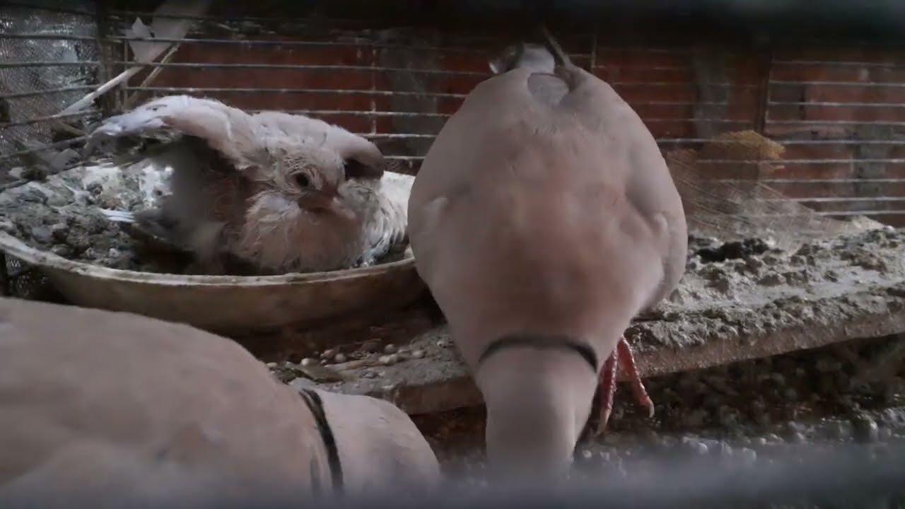 معرفة الذكر والأنثى لليمام الامرى عند الشراء