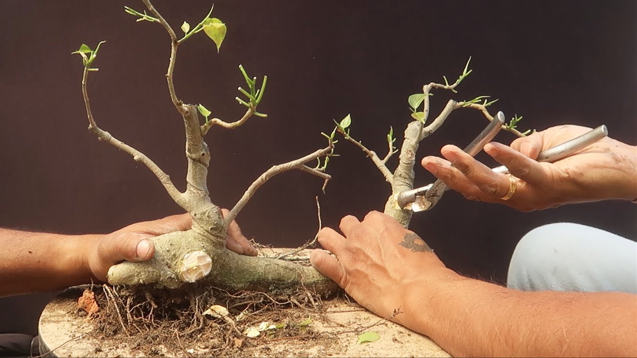 Tips for Pruning, Styling & Caring | Ficus Rumphii  Bonsai