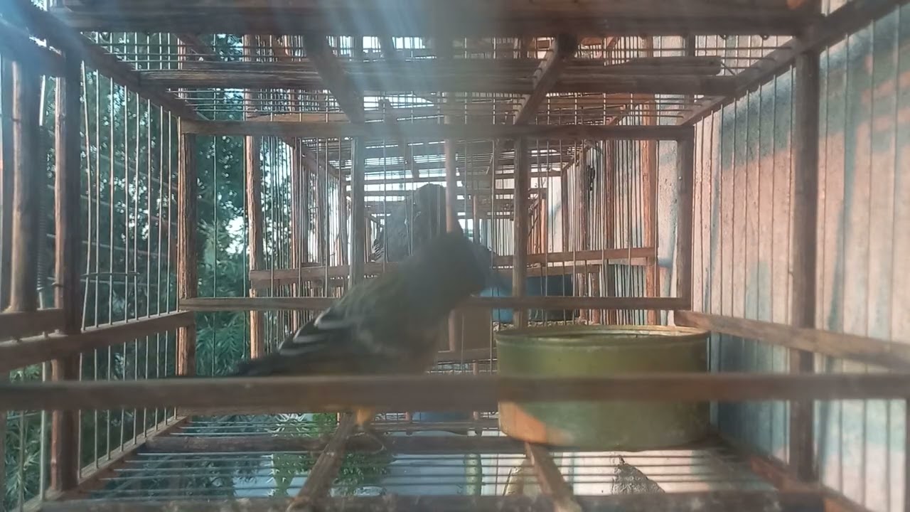 La palmera cantaba !!