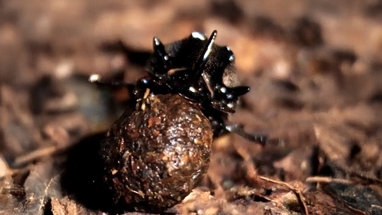 奄美の森で、ウサギのフンを食べる虫。そこからアクセサリーを作る