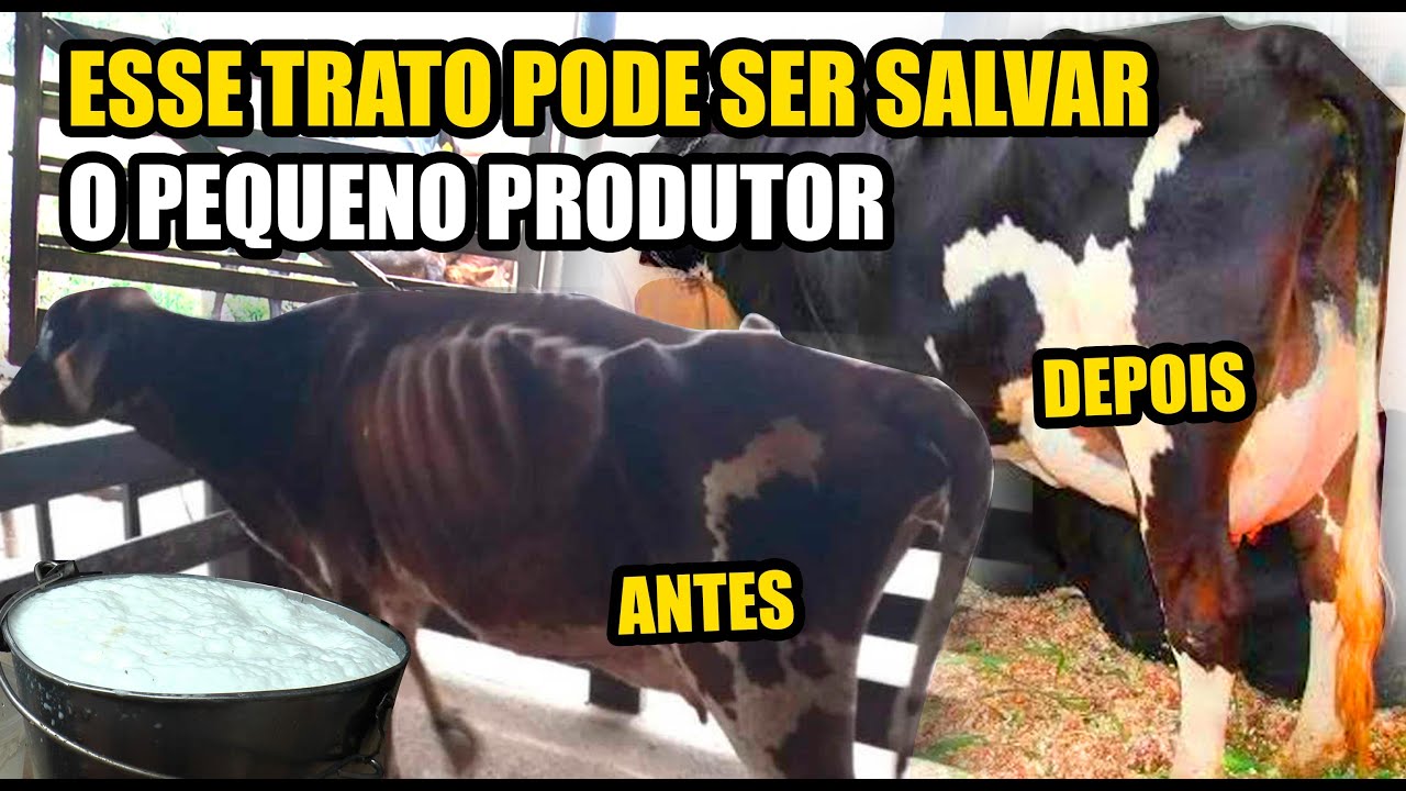 ENGORDA O GADO  E AUMENTA O LEITE