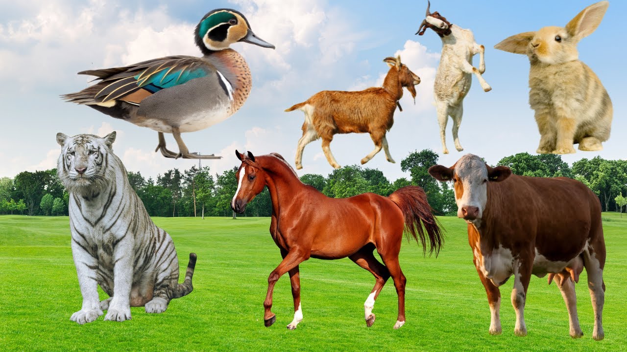 Farm Animals Sounds | Real Animal sound | Cow, cat, tiger, lion, sheep, Leopard