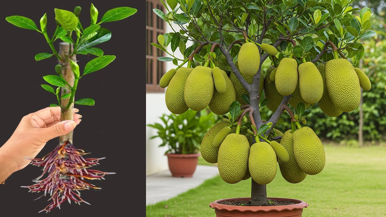 Great Technique For Grafting Jackfruit Tree Using Aloe Vera, how to growing jackfruit tree