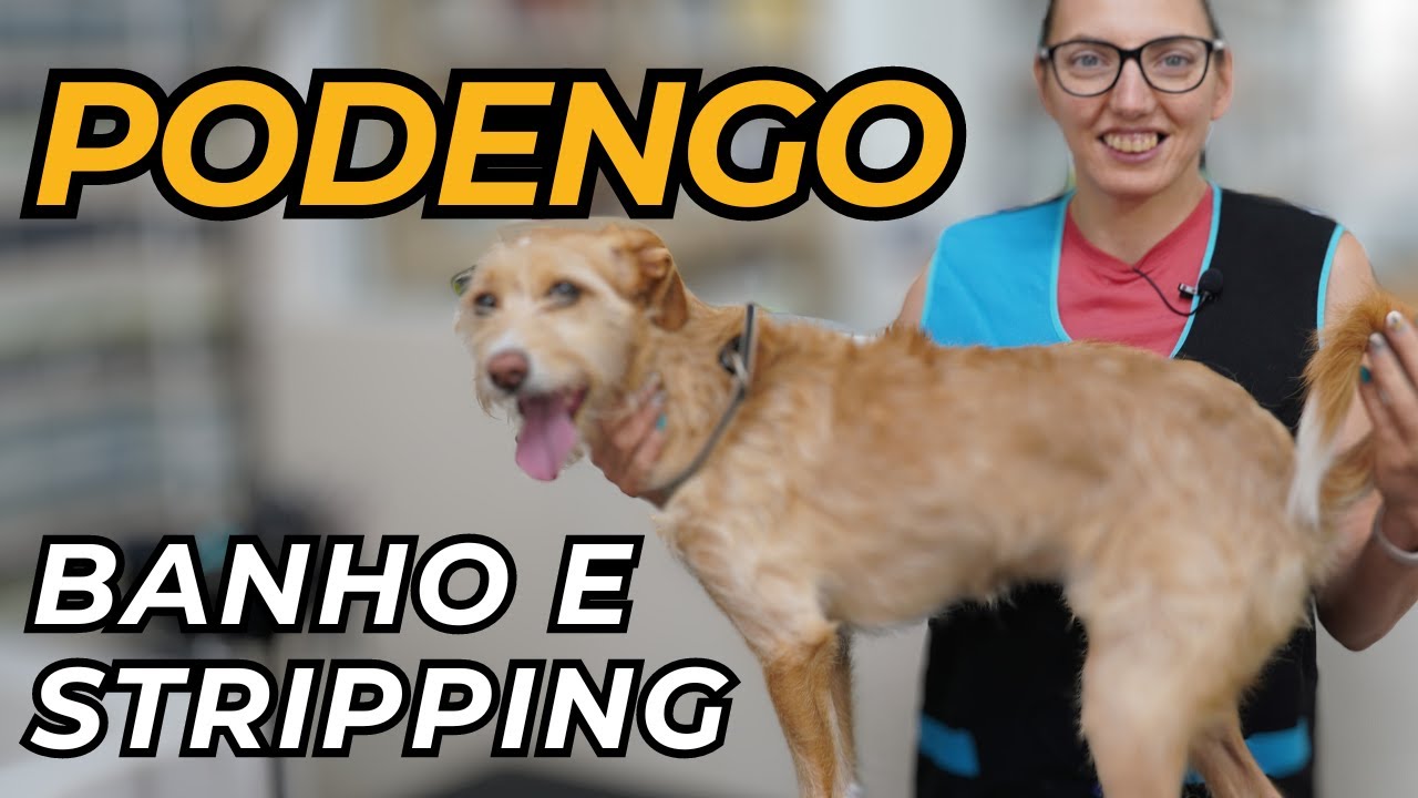 Dicas essenciais para banho e stripping a c&atilde;o de p&ecirc;lo cerdoso