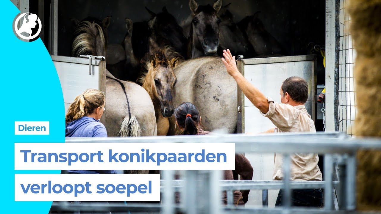 Wilde paarden verlaten Nederland