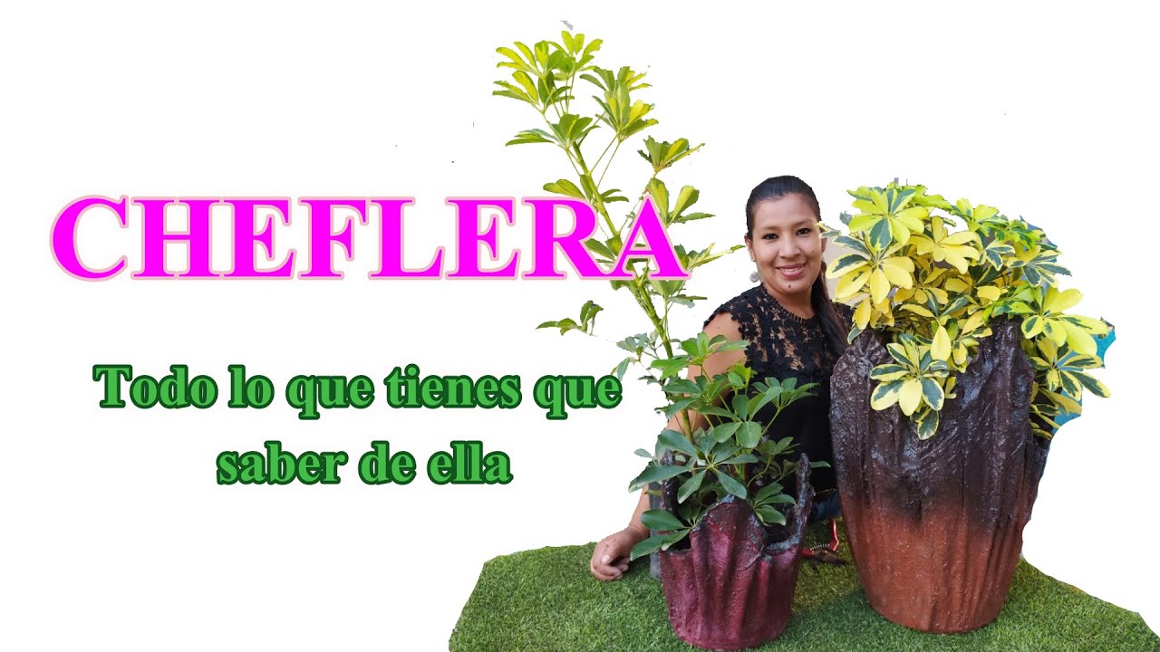 CHEFLERA Y TODOS SUS CUIDADOS .
