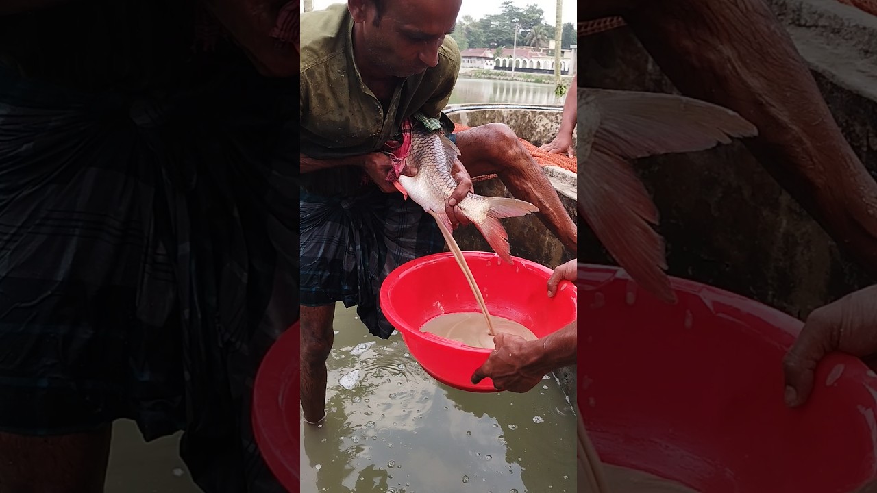 Amazing scene of fish eggs being taken. The baby is hatching from the egg.#shortvideo #shortsvideo