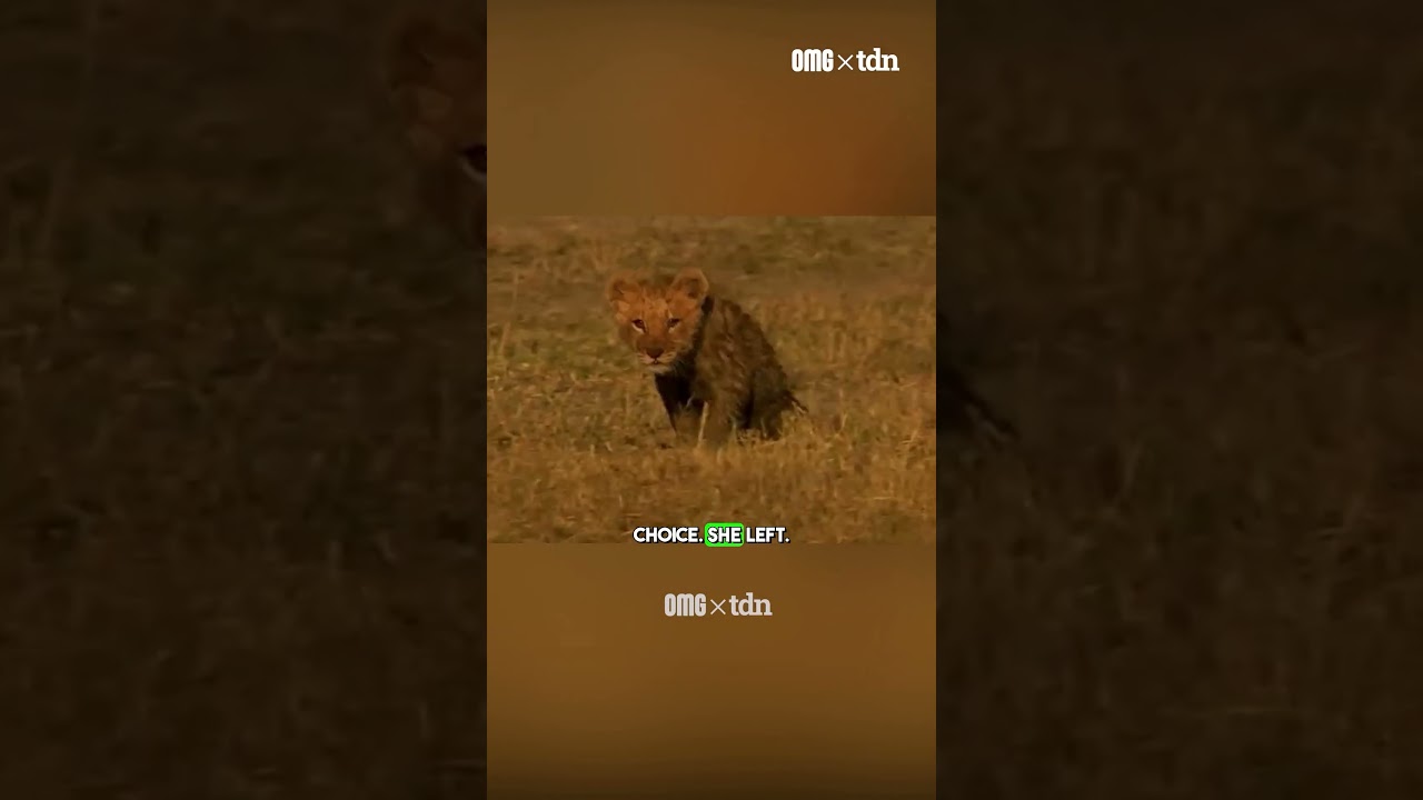 Mother Lion Walks Away From Her Crying Cub!