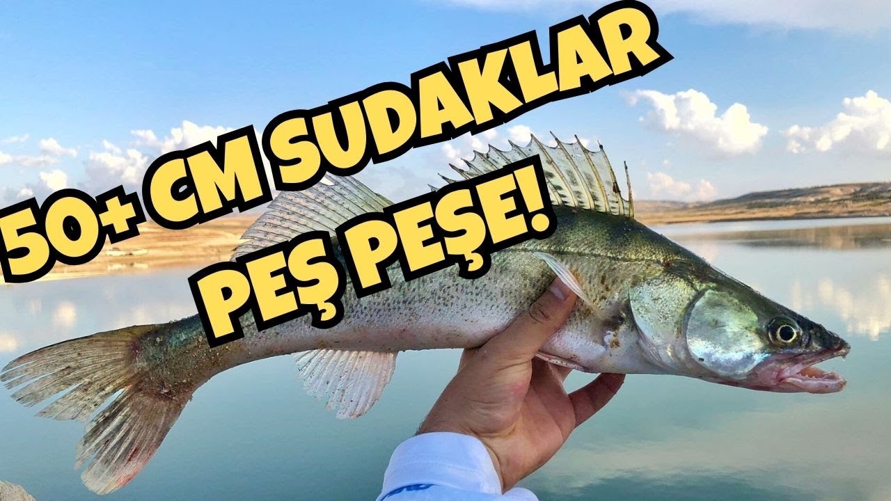 Sudak Avı/Zander Fishing🔸️Tatlı Su Levrek Avı #fishing #fish #zanderfishing #levrek #balık