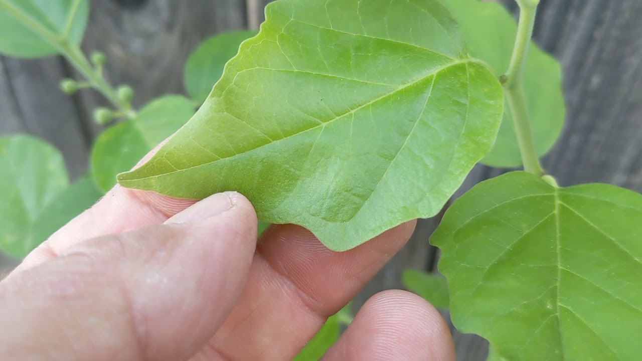 Сортовая кудрания, Che, Chinese mulberry, Maclura tricuspidata