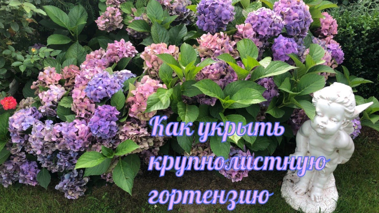 Как укрыть крупнолистную гортензию