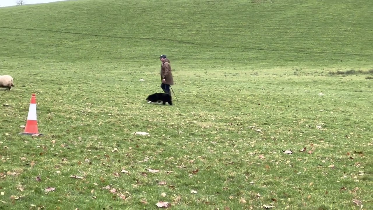 N.I. Sheepdog Handlers Association 2023 Nursery Final, Top 3 Runs.