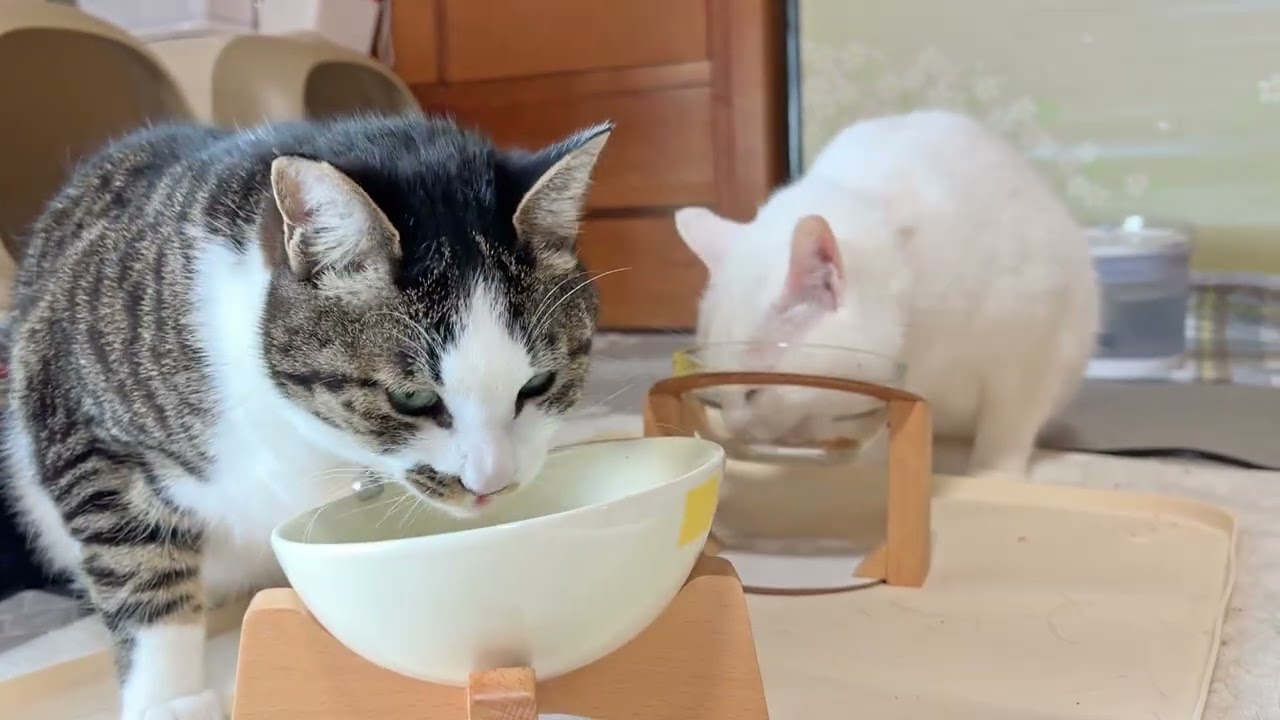 少しずつ暖かくなってきてるかな？朝ごはん【26年3月15日その2】