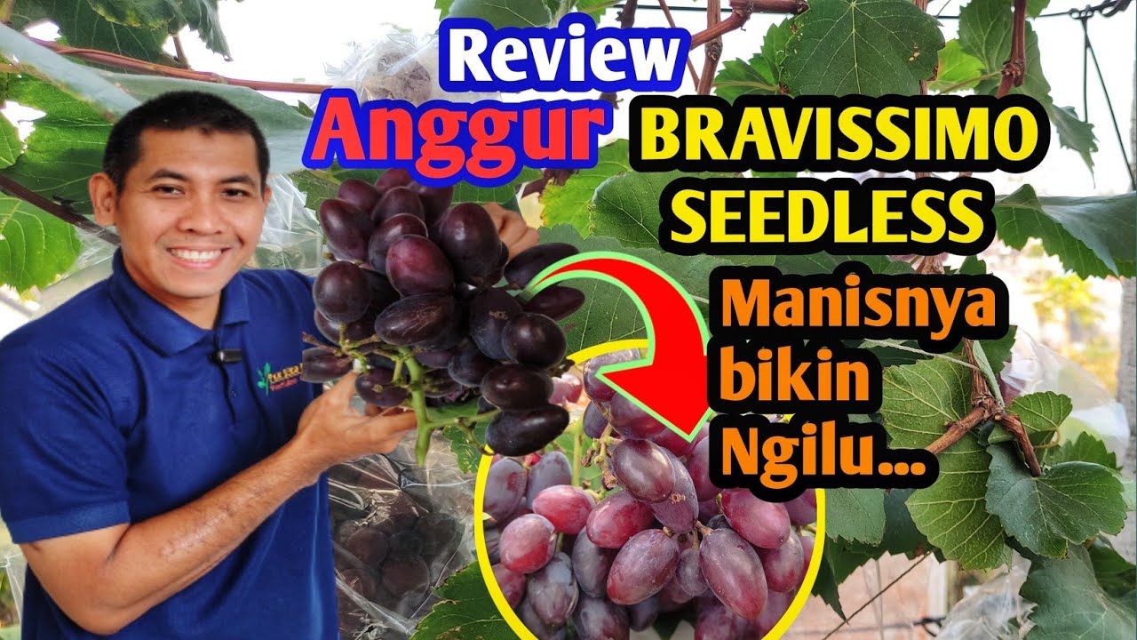 Review Anggur Bravissimo Seedless: Rasanya Mewahnya Bikin Kangen