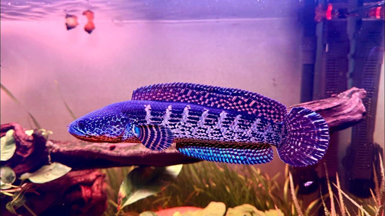 Channa Auarantimaculata 3 months
