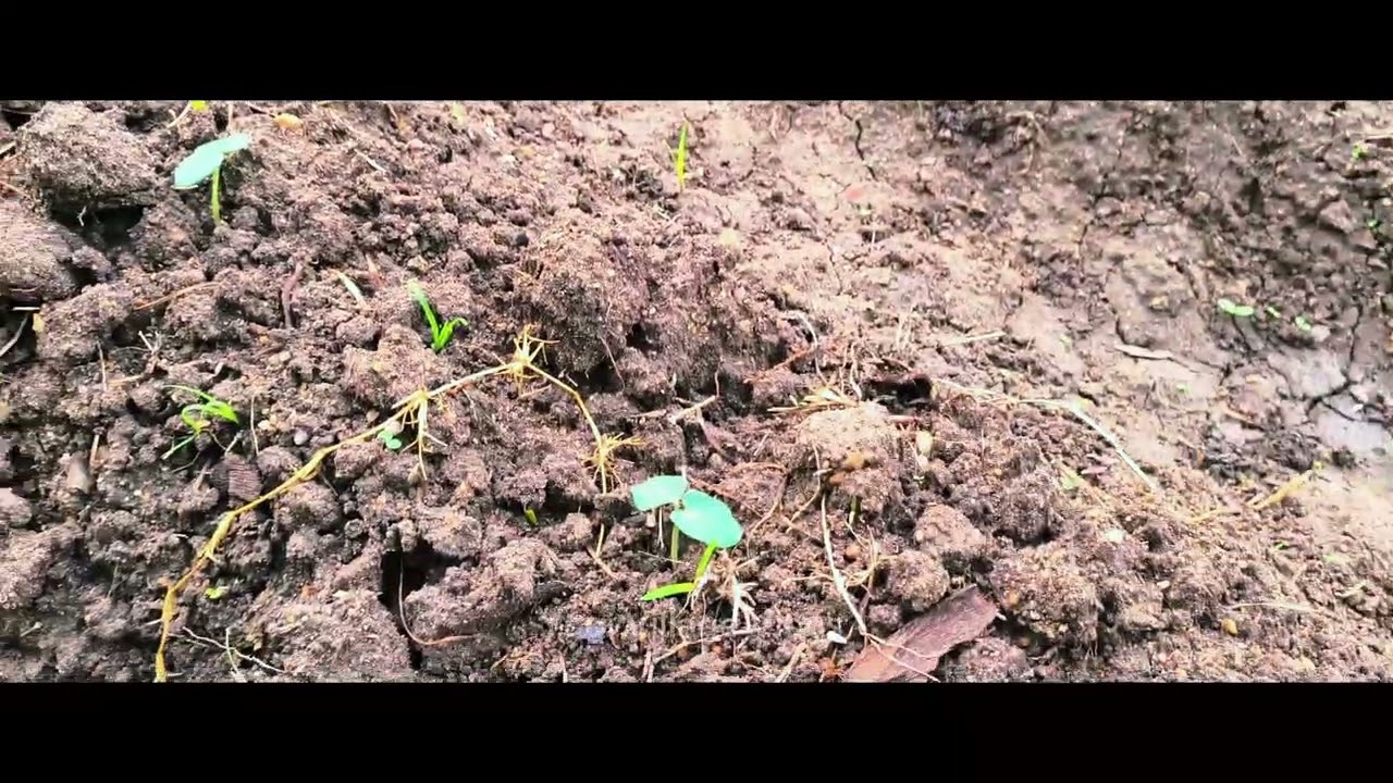 Farm Mini Vlog. #tamivlog#trending #farm 