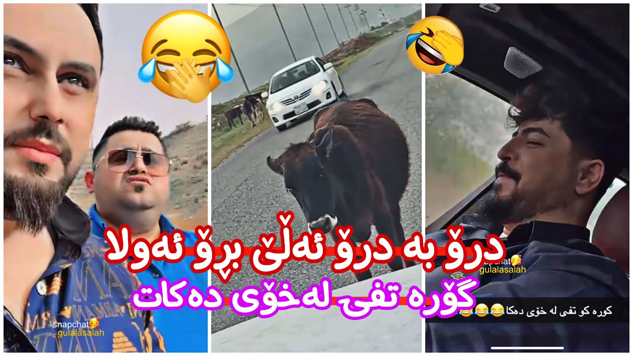مەلاقاتیل🤣حەمە کەیفی بە گۆران نایە شەڕ لەگەل یەک دەکە😆حەمەو مانگا لەقسەی یەک تی دەگەن🤣😹