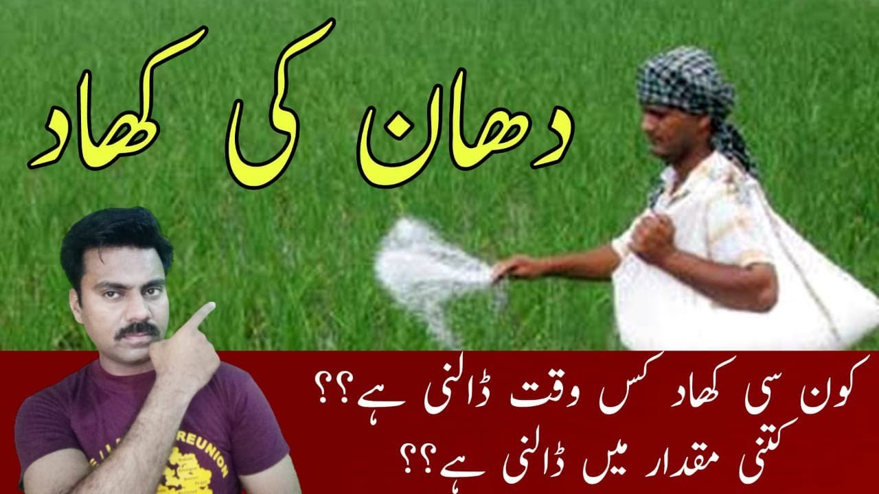 Paddy crop fertilizers plan | Fertilizers application schedule in rice crop | Abid Ali Agrarian